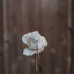 Zurückhaltung im Angesicht des Todes - die weiße Rose (Luis Quintero)