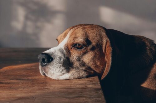 Die vielen Gesichter der Depression